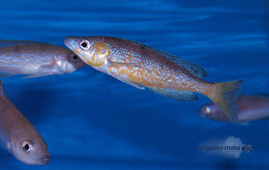 Cyprichromis microlepidotus Mboko