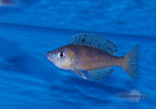 Cyprichromis microlepidotus Mboko