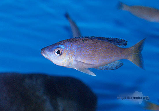 Cyprichromis microlepidotus Mboko