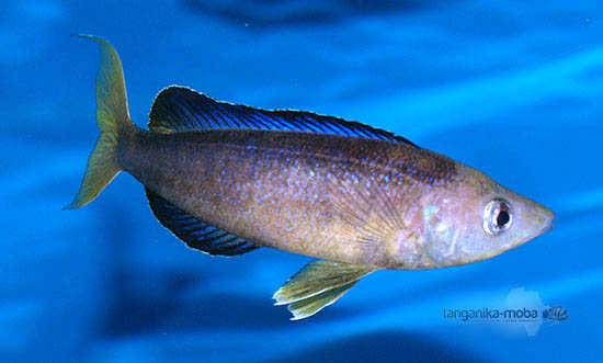 Cyprichromis microlepidotus Sibwesa