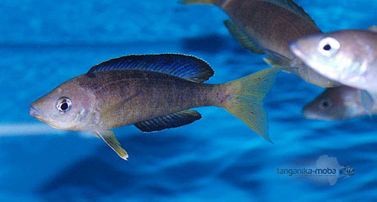 Cyprichromis microlepidotus Sibwesa