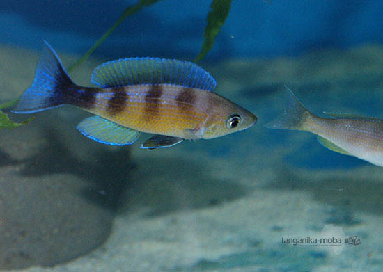 Cyprichromis zonatus