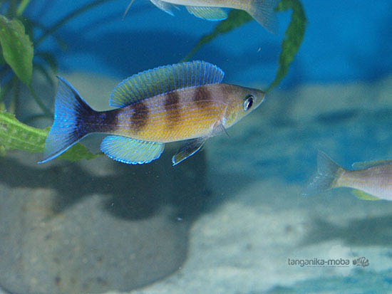 Cyprichromis zonatus v chovni