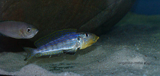 Enantiopus kilesa