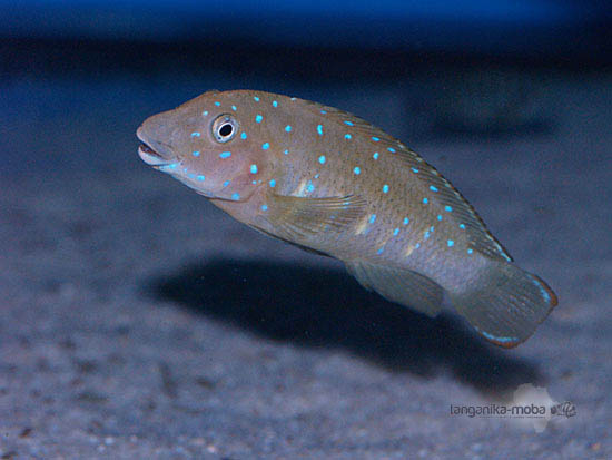 Eretmodus cyanostictus blue spot Kavala