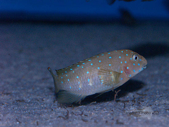 Eretmodus cyanostictus blue spot Kavala