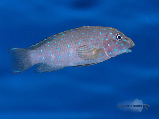 Eretmodus cyanostictus blue spot Kavala