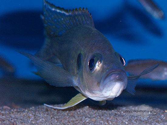 Greenwoodochromis bellcrosi