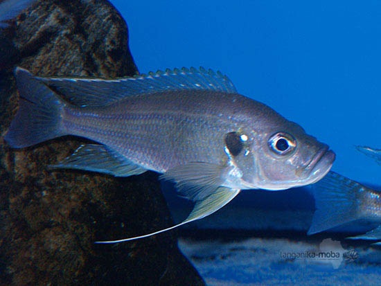 Greenwoodochromis bellcrosi