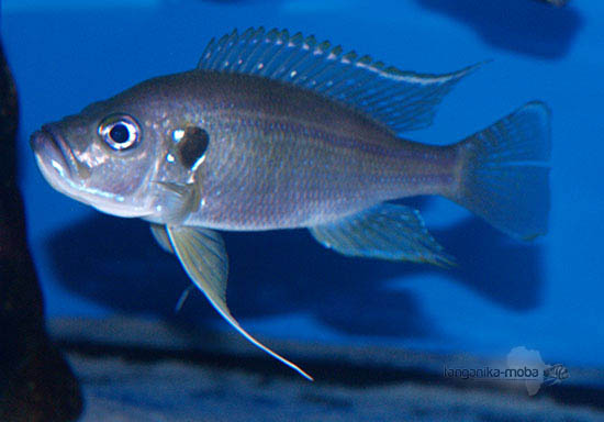 Greenwoodochromis bellcrosi