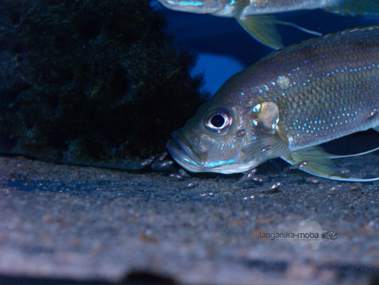 Greenwoodochromis bellcrosi  small