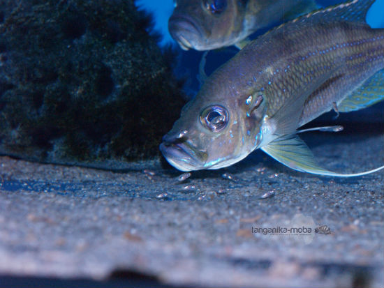 Greenwoodochromis bellcrosi small