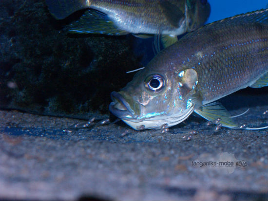 Greenwoodochromis bellcrosi  small