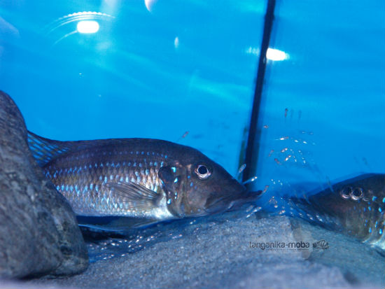 Gnathochromis permaxillaris juvenile fish