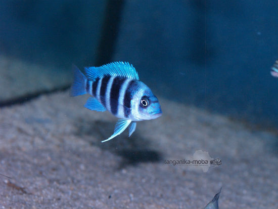 Cyphotilapia gibberosa blue Zaire Moba