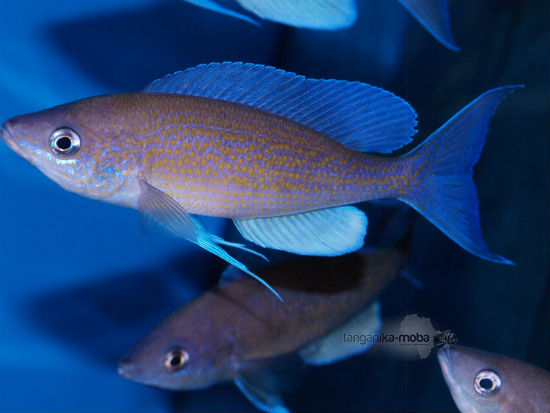 Cyprichromis pavo Moliro 