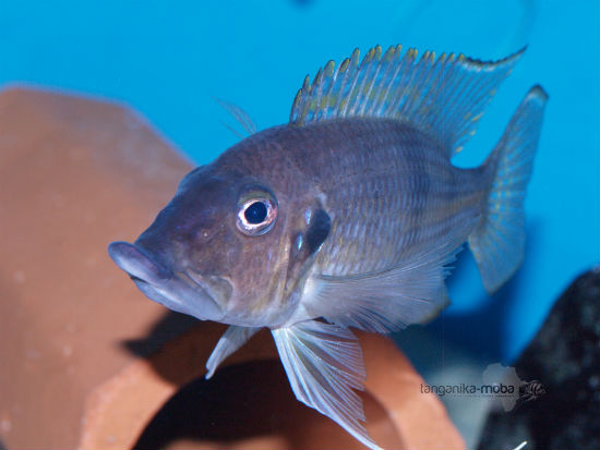 Gnathochromis permaxillaris Zambia