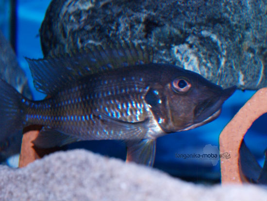 Gnathochromis permaxillaris