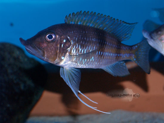 Gnathochromis permaxillaris Zambia