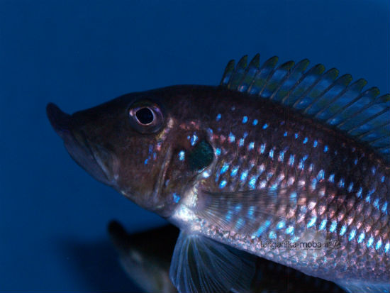 Gnathochromis permaxillaris Zambia