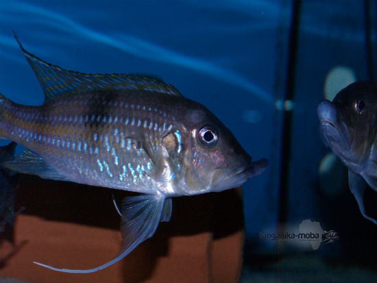 Gnathochromis permaxillaris Zambia