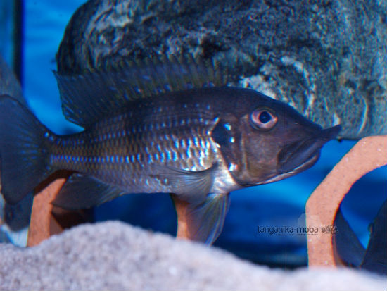 Gnathochromis permaxillaris