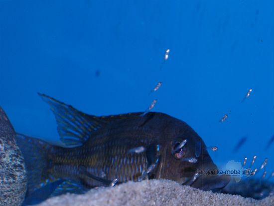 Gnathochromis permaxillaris juvenile fish