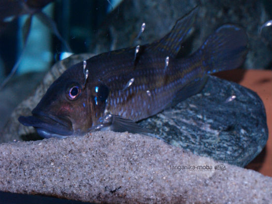 Gnathochromis permaxillaris juvenile fish