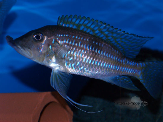 Gnathochromis permaxillaris tanganjika