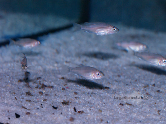 Gnathochromis permaxillaris Zambia