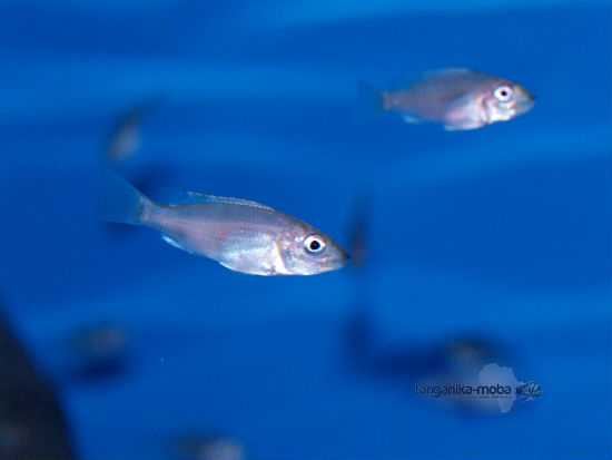 Gnathochromis permaxillaris Zambia