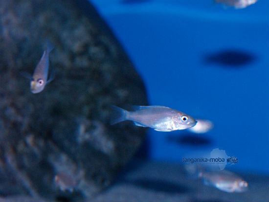 Gnathochromis permaxillaris Zambia