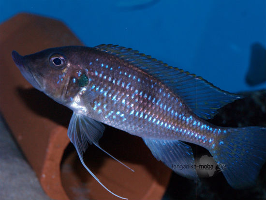 Gnathochromis permaxillaris Zambia