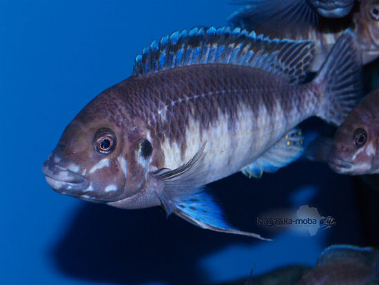 Petrochromis orthognathus Ikola