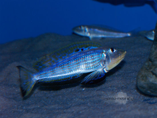 Enantiopus kilesa