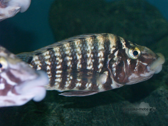 LOBOCHILOTES LABIATUS