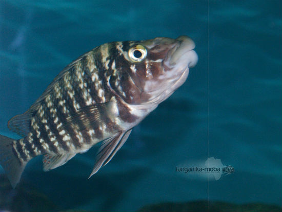 LOBOCHILOTES LABIATUS