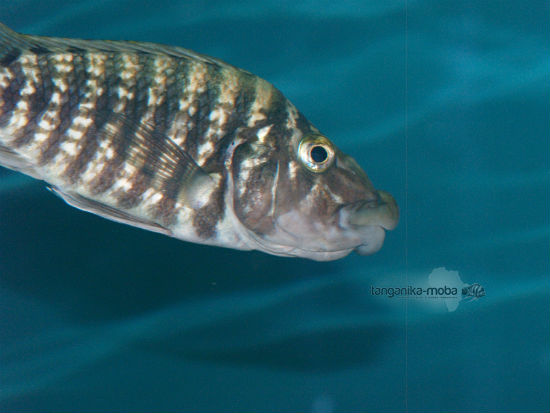 LOBOCHILOTES LABIATUS