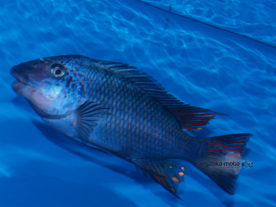  	Petrochromis sp. texas Longola 