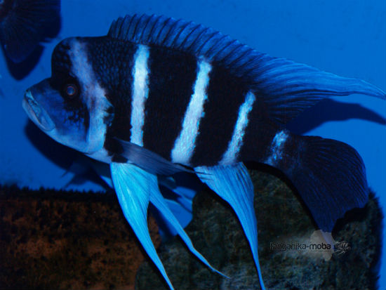 Cyphotilapia gibberosa blue Zaire Moba