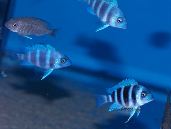 Cyphotilapia gibberosa blue Zaire Moba