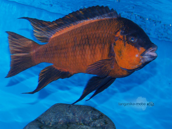 Petrochromis sp. red  Bulu point