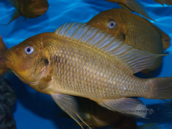 Petrochromis sp. moshi yellow 