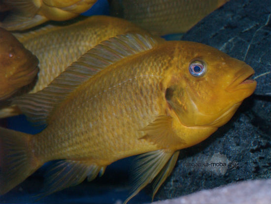 Petrochromis sp. moshi yellow 