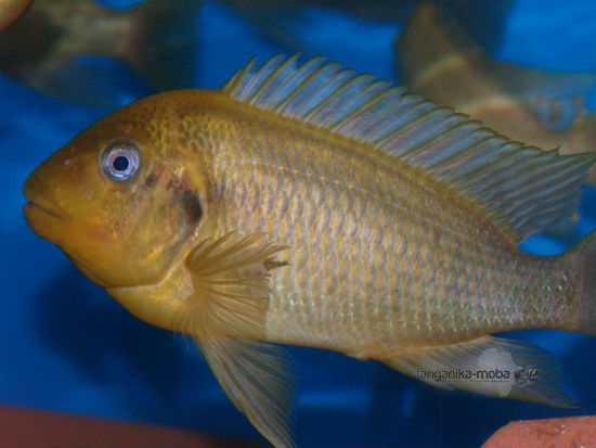 Petrochromis sp. moshi yellow 