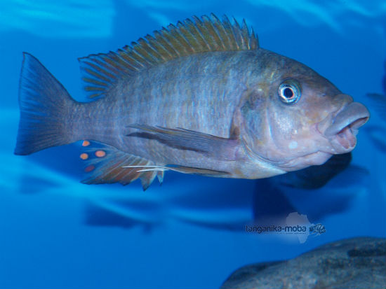 petrochromis macrognathus rainbow kipili