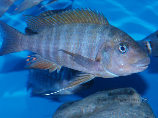 petrochromis macrognathus rainbow kipili