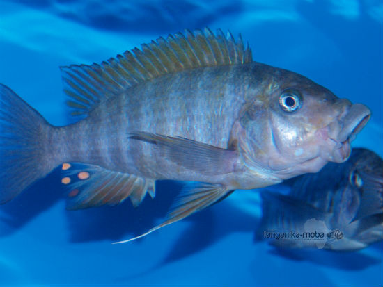 petrochromis macrognathus rainbow kipili