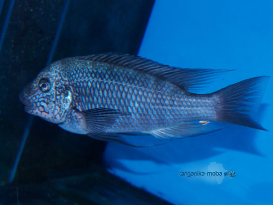 Petrochromis texas Bulu point