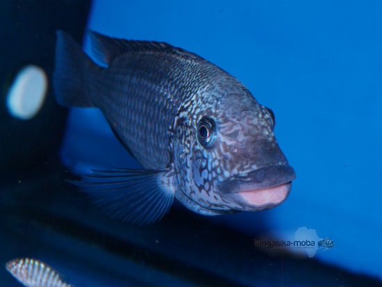 Petrochromis texas Bulu point